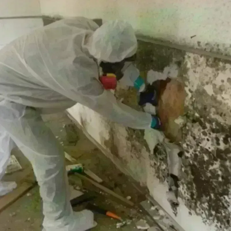 Mold Remediation and Removal in Castaic, CA